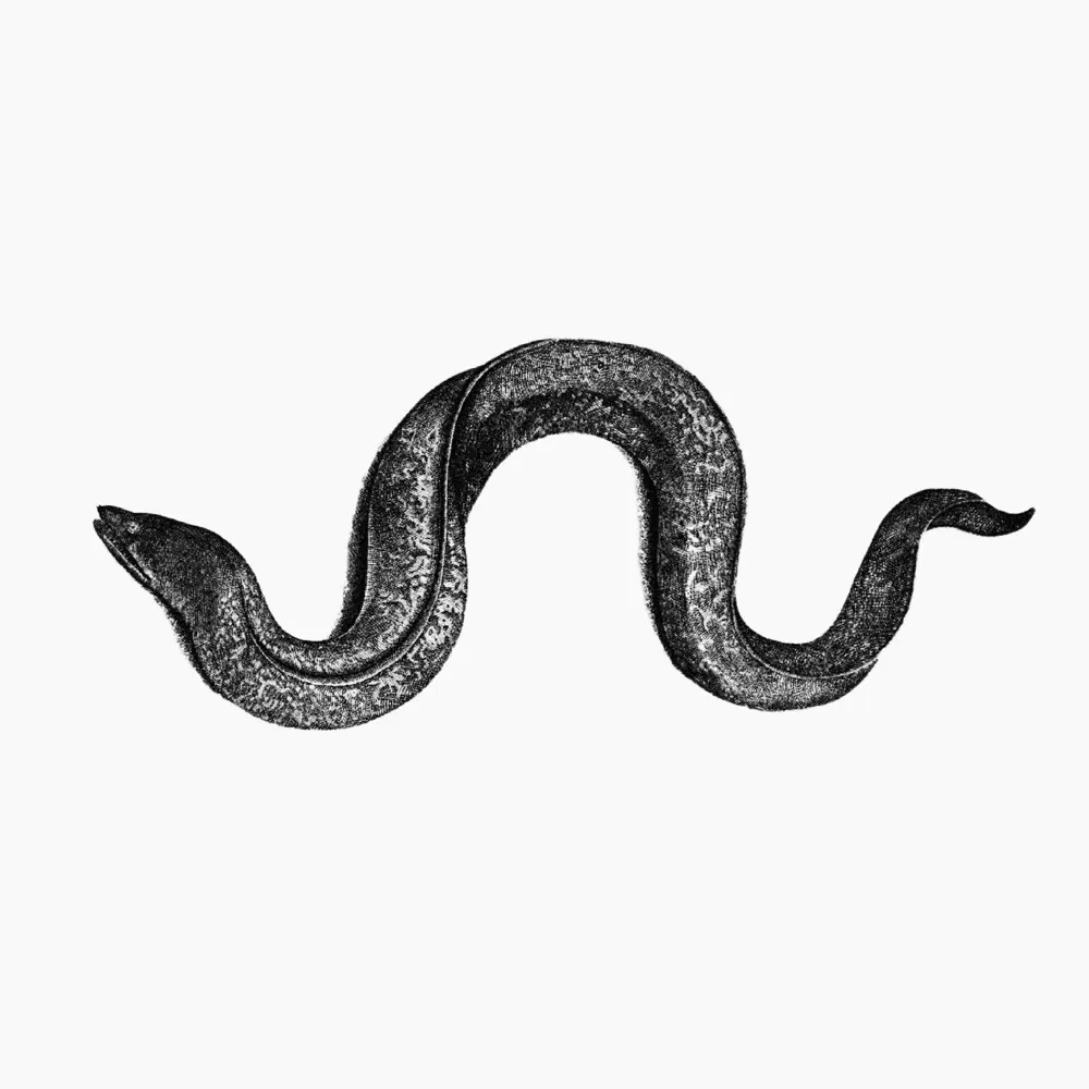 Hyunhye Seo — Eel II (reduction) cover artwork