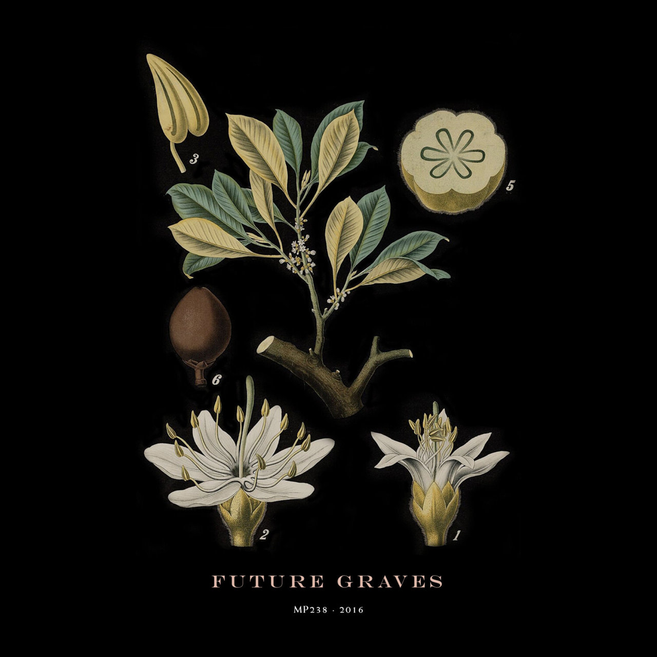 Hola A Todo El Mundo — Future Graves cover artwork