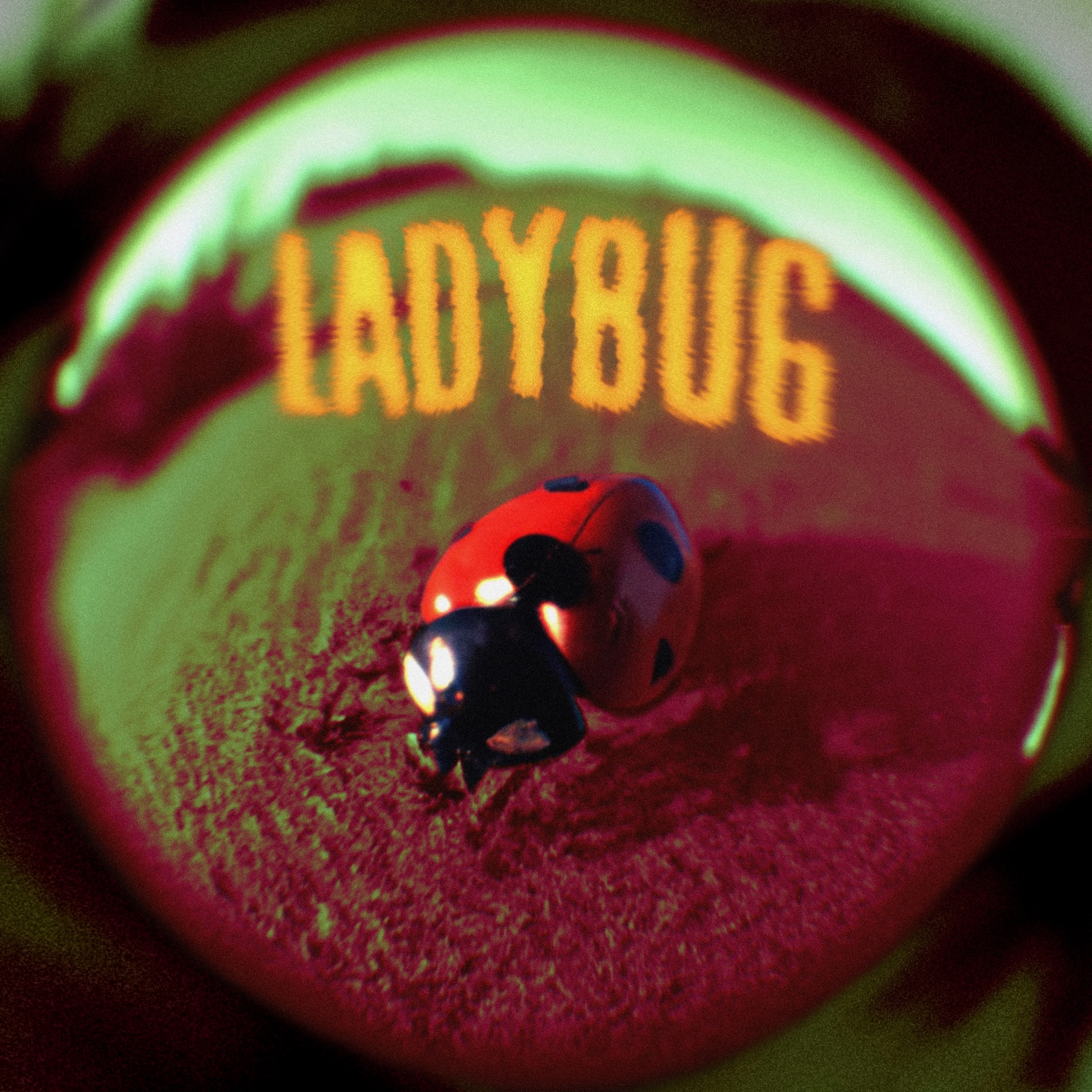 Jutes Ladybug cover artwork