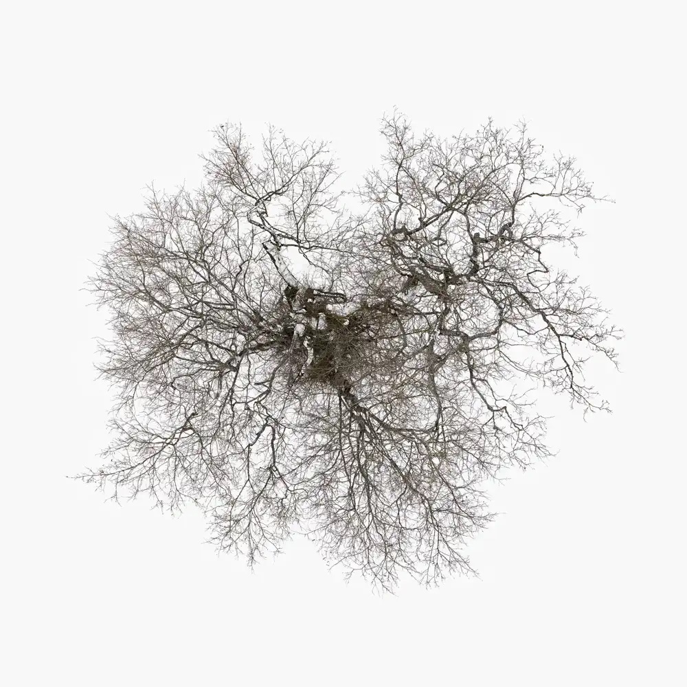 John Metcalfe — Root to Leaf cover artwork
