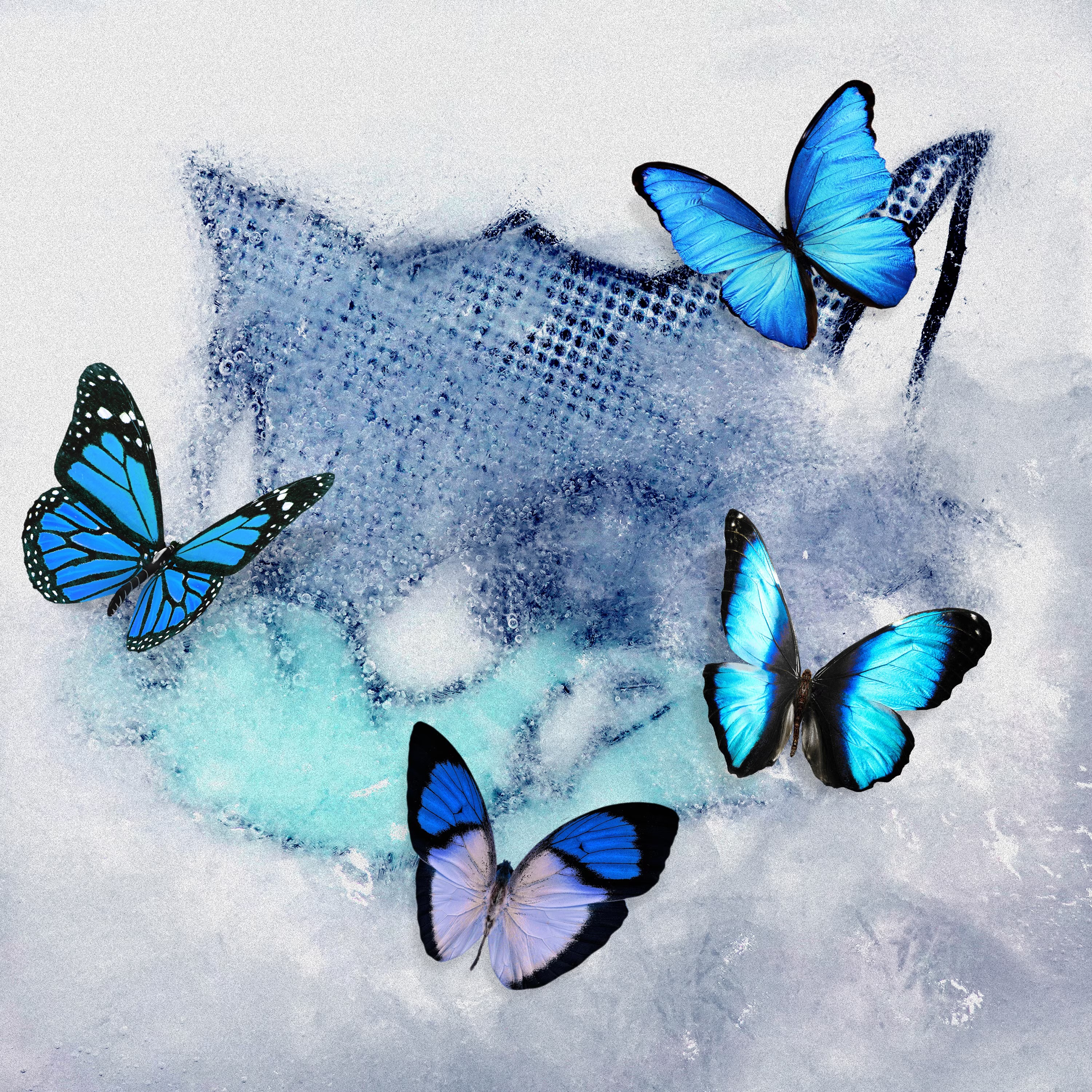 WOLF HARMONY from EXILE TRIBE — Frozen Butterfly cover artwork