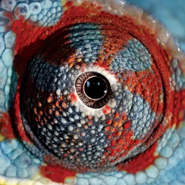Cassandra Jenkins — Petco cover artwork
