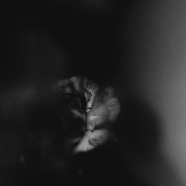 Holding Absence — Like A Shadow cover artwork