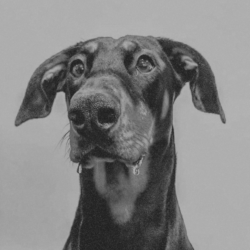 BIG SPECIAL — BLACK DOG/WHITE HORSE cover artwork