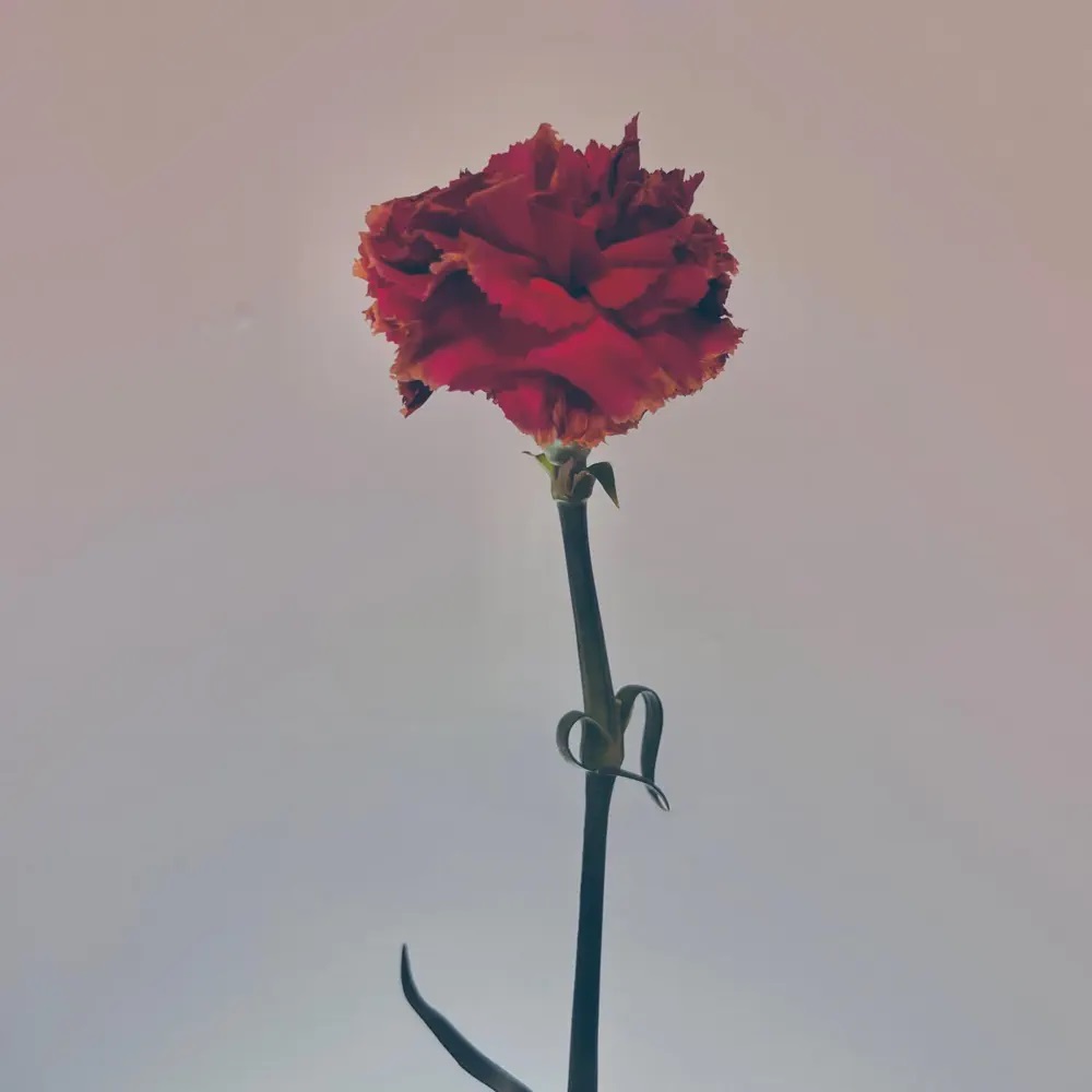 teddy moisa — know better cover artwork
