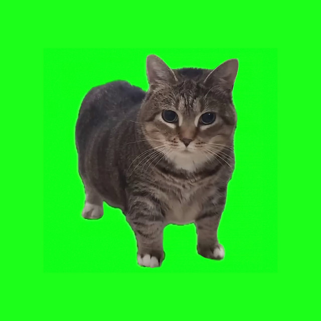 W&amp;W — OIIA OIIA (Spinning Cat) cover artwork