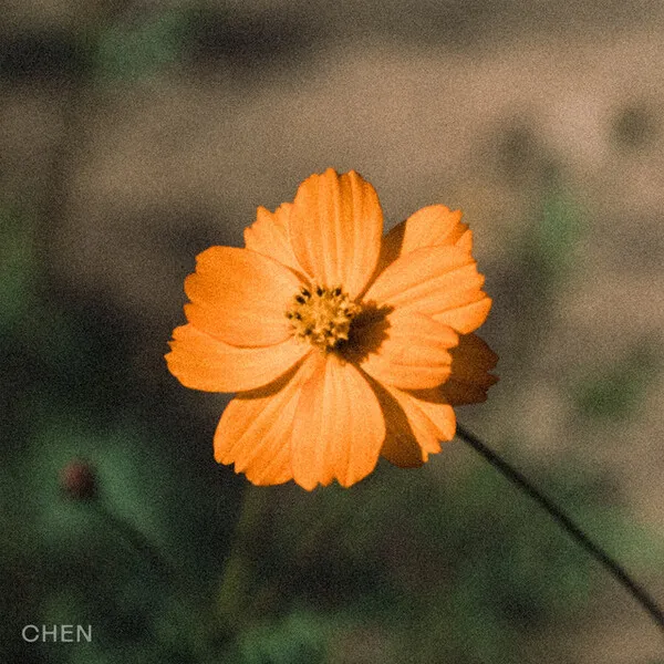 CHEN — Before The Petal Falls cover artwork
