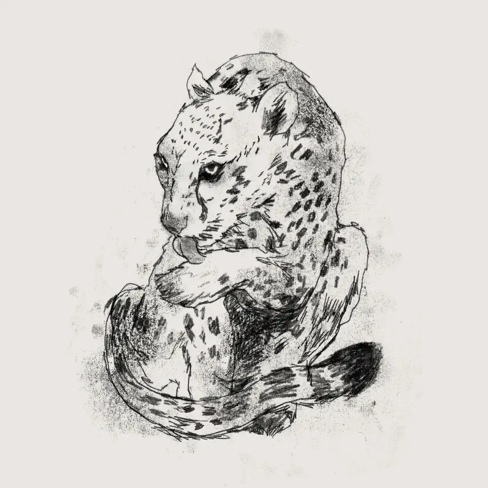 Mike Kota — Boy cover artwork