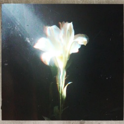 Netsky featuring Bebe Rexha — Light That Leads Me cover artwork
