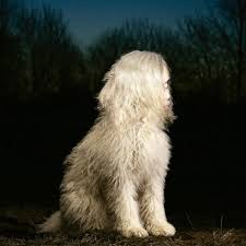 Juana Molina DOGA cover artwork