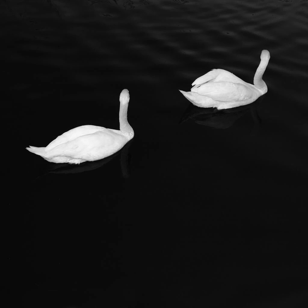 Cashmere Cat featuring Ariana Grande — Adore cover artwork