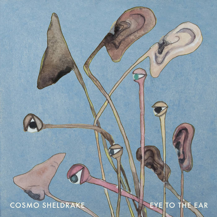 Cosmo Sheldrake — Does the Swallow Dream of Flying cover artwork