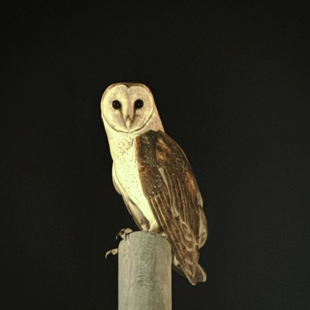 Thịnh Suy — Thường cover artwork