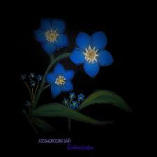 Siobhan Wilson Forget-Me-Not cover artwork
