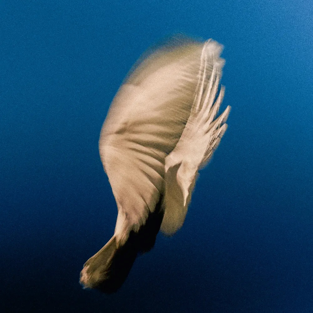 SWIM Dear Friend cover artwork