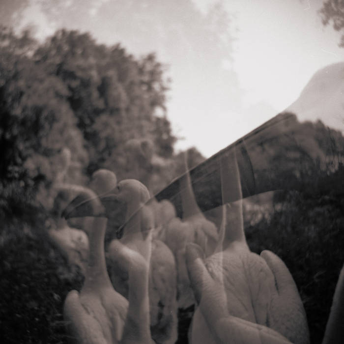 IAN (UK) Fennel cover artwork