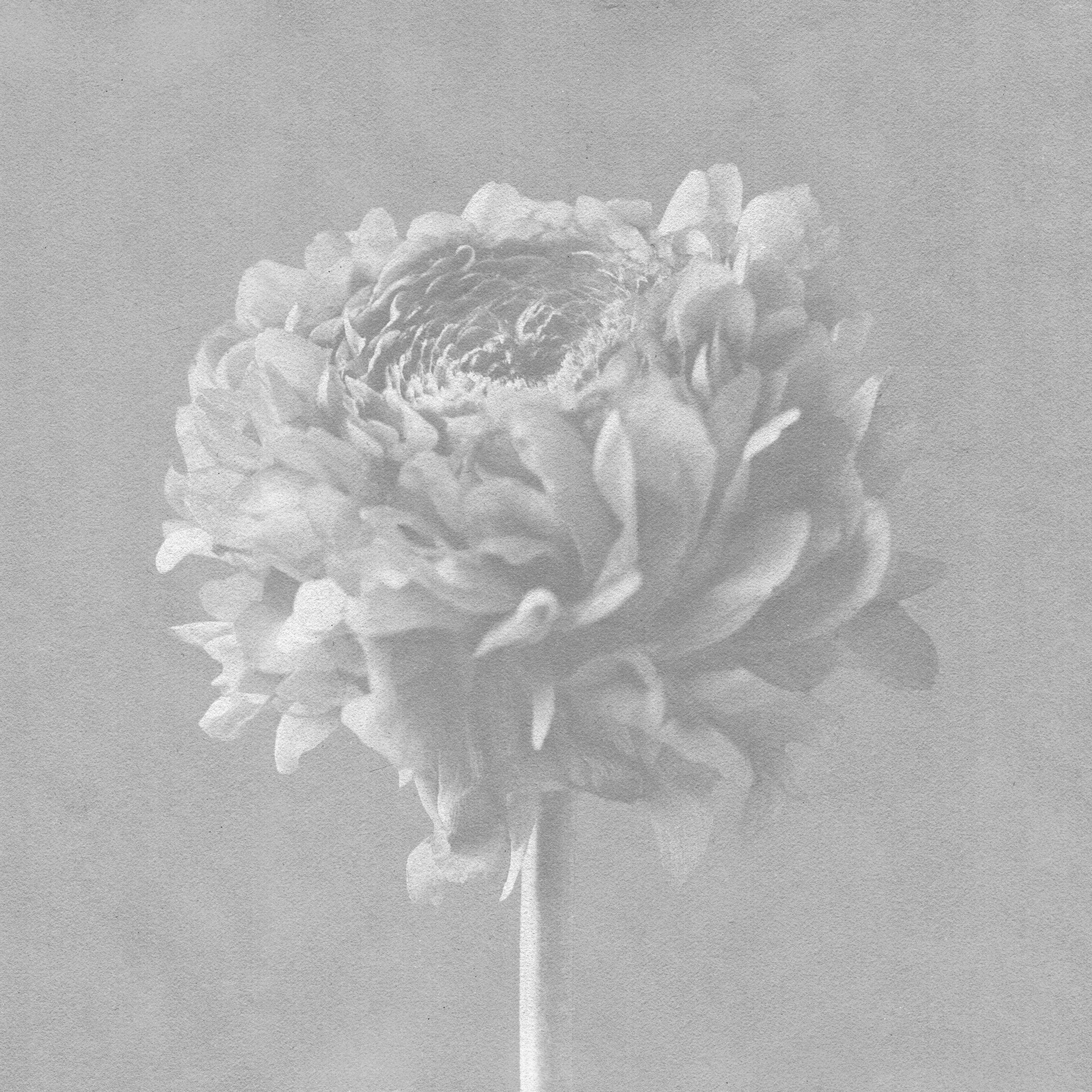 Imminence To The Light cover artwork