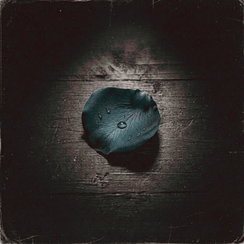 midnightpetals echoes of you cover artwork