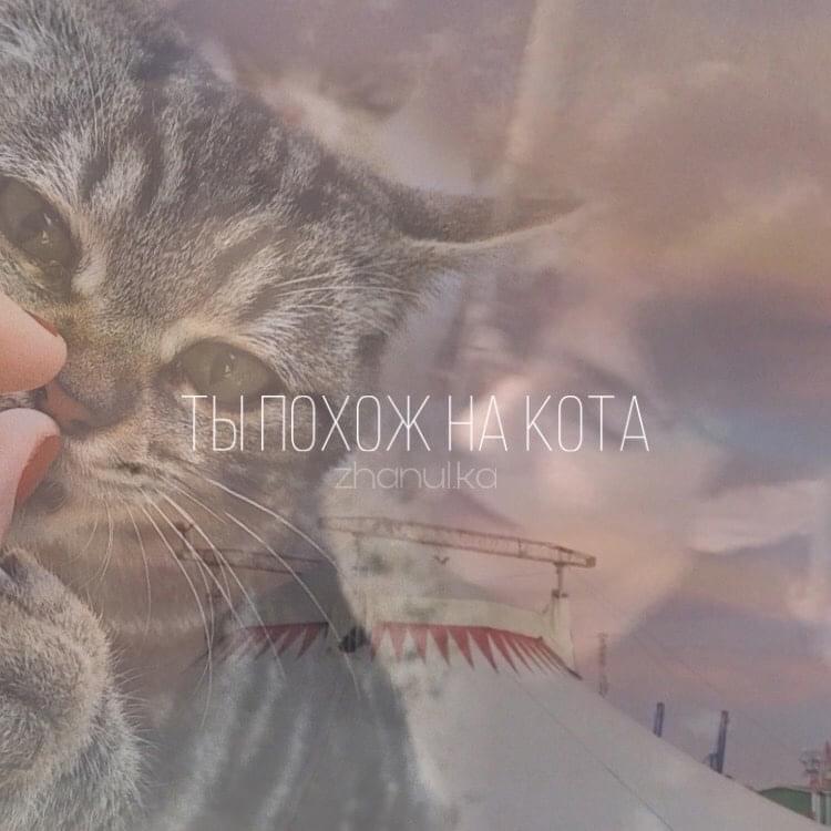 zhanulka — ты похож на кота cover artwork