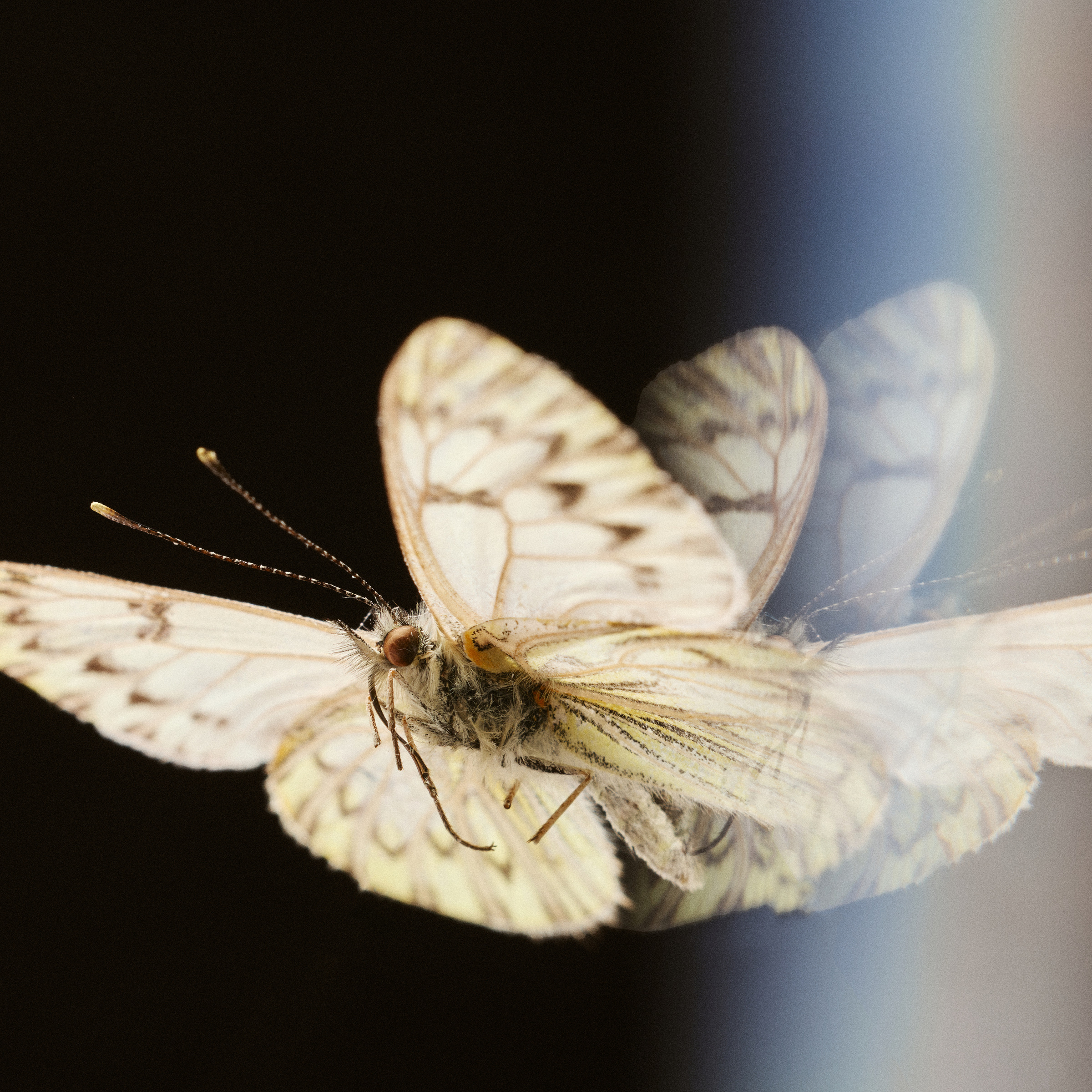 Hesse Kassel — Mariposa cover artwork