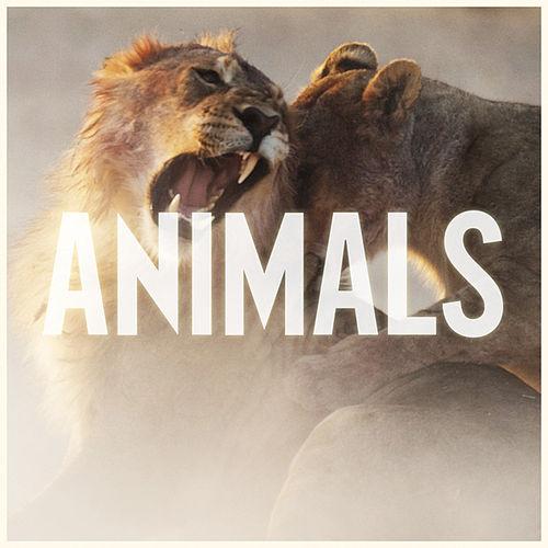 Maroon 5 — Animals cover artwork