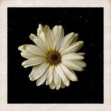 Cody Simpson — Flower cover artwork
