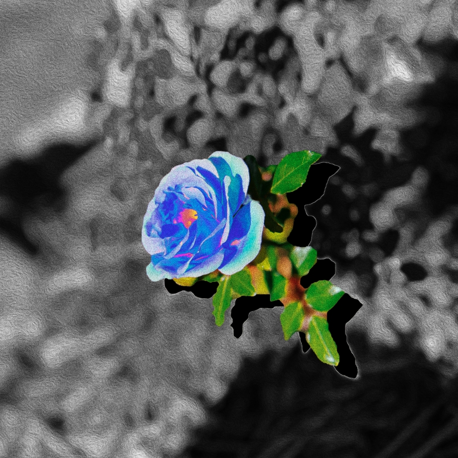 SoMo Blue Rose cover artwork