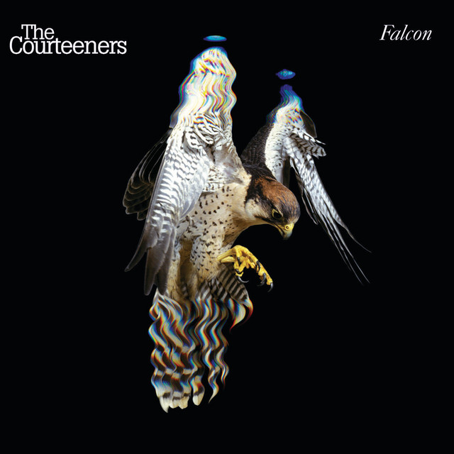 Courteeners Falcon cover artwork