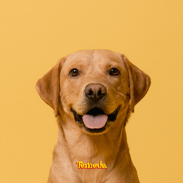 Tomode — Golden Retriever cover artwork