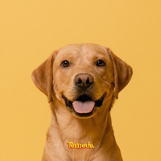 Tomode Golden Retriever cover artwork