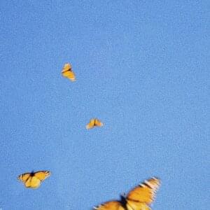 Fiji Blue Butterflies cover artwork
