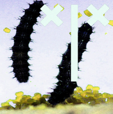 sammythefish — Caterpillar cover artwork