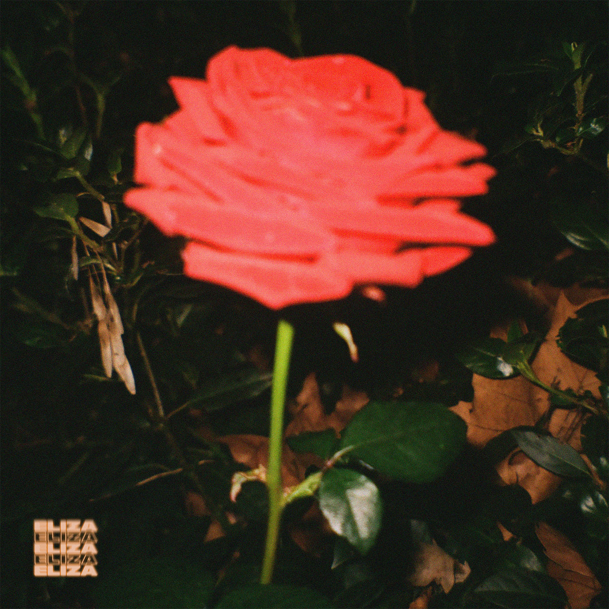 ELIZA — Midnight Rose cover artwork
