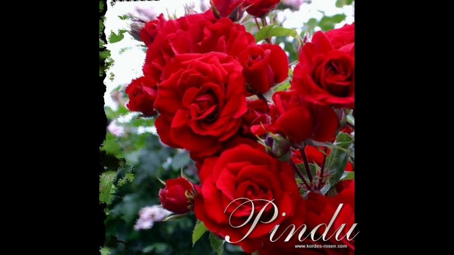 Pindu — Un Trandafir Creste La Firida Mea cover artwork
