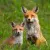 Foxes avatar
