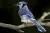 BlueJay avatar