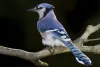 BlueJay’s avatar