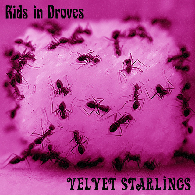 Velvet Starlings Kids in Droves cover artwork